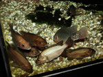 Gruppe junger Tilapia spec.