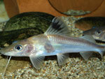 Pimelodus ornatus (Schmuckantennenwels)