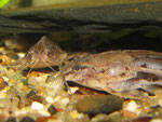 Acanthodoras spinosissimus bzw. Knurrender Dornwels