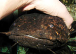 Cephalosilurus nigricaudus