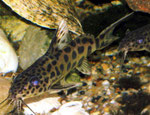 Synodontis multipunctatus bzw. Vielpunkt-Fiederbartwels