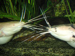 Clarias batrachus - Paar