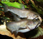 Und hier beide Katzenwelse (Ameiurus nebulosus) im Fressrausch - als originelles Aquarienmotiv in Datz 2/2008 veröffentlicht