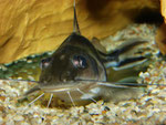 Pimelodus ornatus im Profil