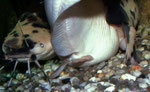 Clarias batrachus: Moment unmittelbar vor dem Ausstoßen der Eier.