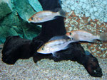 Petenia splendida - juvenil