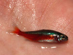 Roter Neon (Paracheirodon axelrodi).