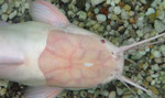 Clarias batrachus