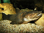 Cephalosilurus fowleri
