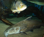 Cichla spec. & Pseudodoras niger