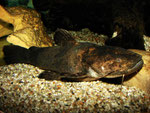Ein seltener Anblick: Cephalosilurus fowleri ganz außerhalb seines Verstecks.