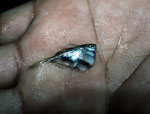 Marmorierter Beilbauchfisch (Carnegiella strigata).