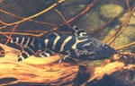 Synodontis angelicus - Kreuzung