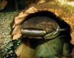 Cephalosilurus fowleri