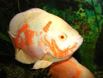 Astronotus ocellatus