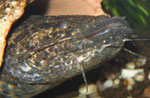 Bei Cephalosilurus apurensis sind die vielen spitzen Zähne gleich in mehreren Zahnreihen angeordnet.