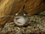 Pimelodus ornatus