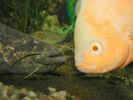 Cephalosilurus nigricaudus Auge in Auge mit Astronotus ocellatus