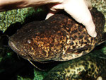 Cephalosilurus nigricaudus
