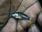 Panzerwels (Corydoras spec.).