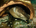 Cephalosilurus fowleri