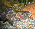 Dabei vermag Cephalosilurus apurensis sein Maul stark zu dehnen.