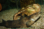 Cephalosilurus fowleri