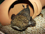 Cephalosilurus apurensis