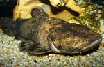 Cephalosilurus fowleri adult
