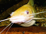Porträt von Hemibagrus nemurus adult (Variante "Yellow Mystus")