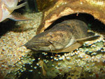 Cephalosilurus fowleri