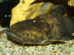 Cephalosilurus fowleri