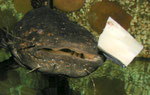 Cephalosilurus nigricaudus: Endlich fällt der lang ersehnte Futterbrocken ins Wasser.