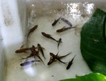In diesem versteckten Gebiet leben Beilbauchfische (hier: Carnegiella strigata) in großen Massen.