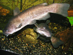 Bei der Fütterung mit Regenwürmern wird Ameiurus nebulosus zum hektischen Schwimmer.