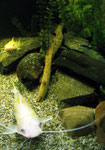 2 Exemplare von Hemibagrus nemurus (Variante "Yellow Mystus") - in der Mitte befindet sich die von beiden heftig verteidigte Reviergrenze.