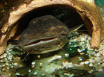 Cephalosilurus fowleri
