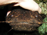 Cephalosilurus nigricaudus