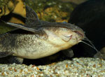 Pterodoras granulosus