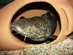Cephalosilurus apurensis