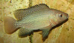 Tilapia spec.