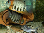 Heros efasciatus & Pimelodus ornatus