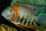 Heros efasciatus spec. "Rotkeil"