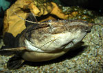 Cephalosilurus fowleri