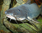 Calophysus macropterus adult