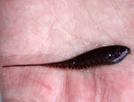 Junger Messerfisch (Gymnotus carapo).