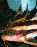 Platydoras costatus