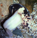 Walking Catfish: Spawning embrace