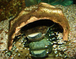 Cephalosilurus fowleri