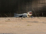 Rio Tefé-Reise 2010: Der Mohrenkaiman (Melanosuchus niger) wird sehr groß, bei Niederwasser kann man die Tiere oft auf Sandbänken beobachten.